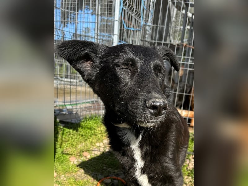 Louis - ruhiger, vorsichtiger Hundejunge sucht ein Zuhause