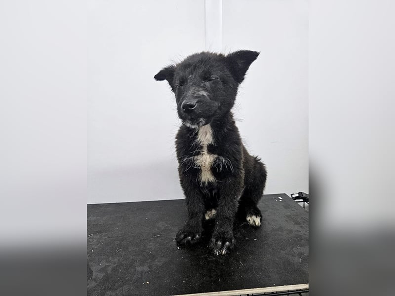 Kalea - freundliches Welpenmädchen sucht liebevolles Zuhause