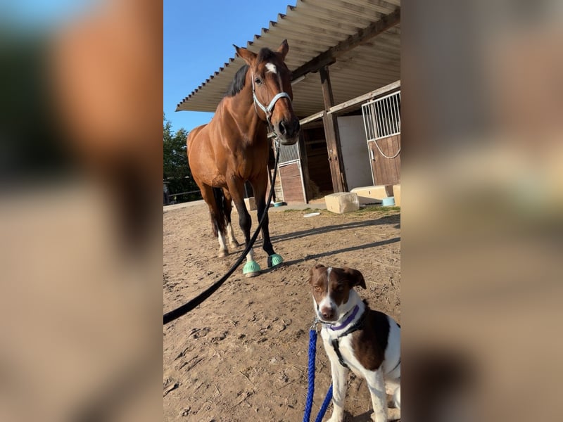 Romy - freundliche, lebhafte 8 Monate alte Hündin sucht ein Zuhause