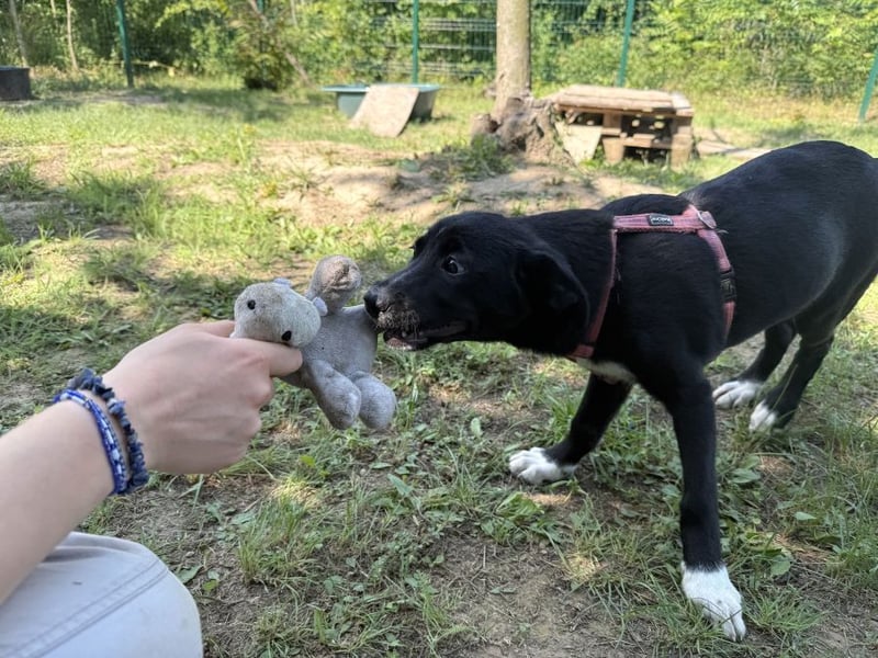 Shelley die kleine Zaubermaus sucht ein Zuhause
