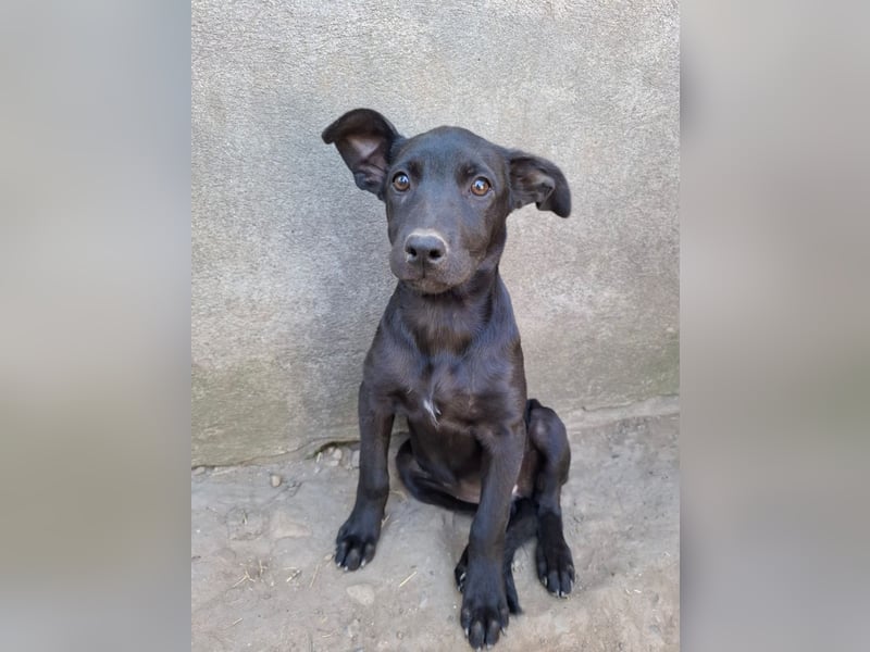 Alva - verspieltes, fröhliches 10 Monate junges Hunde-Mädchen