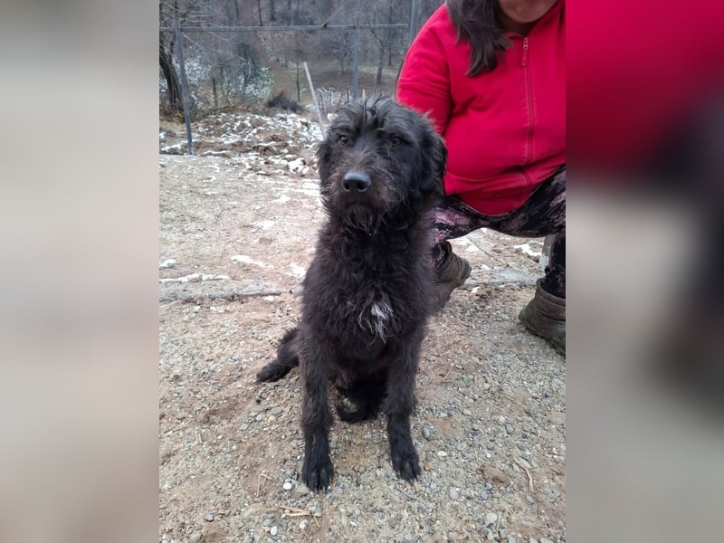 Louie - verspielter, fröhlicher 10 Monate junger Hunde-Junge