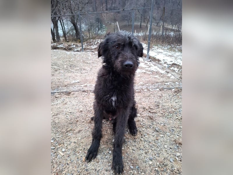 Louie - verspielter, fröhlicher 10 Monate junger Hunde-Junge