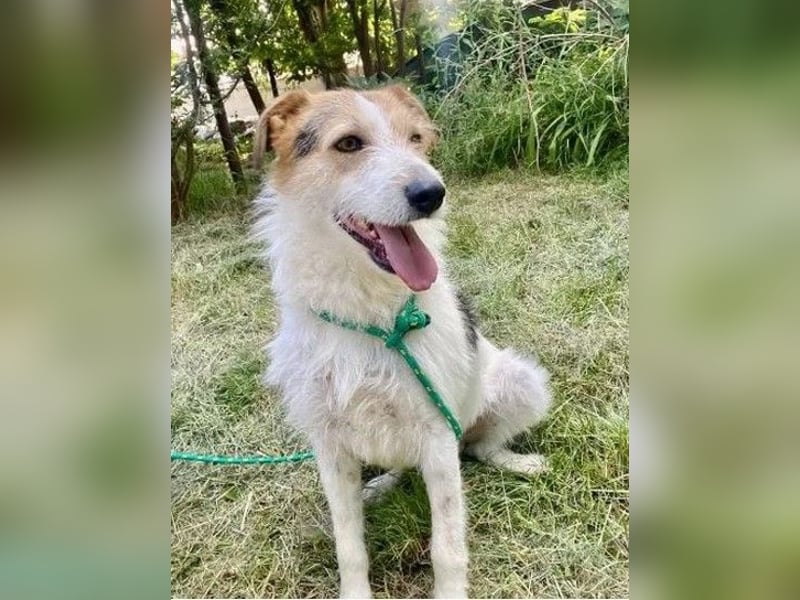 Ben - lebhafter, menschenbezogener und freundlicher Rüde / z.Zt. noch in Rumänien