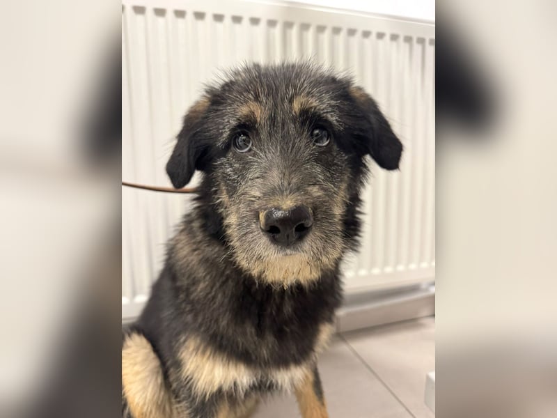 Marimar - aufgewecktes, fröhliches Hundemädchen sucht ein Zuhause