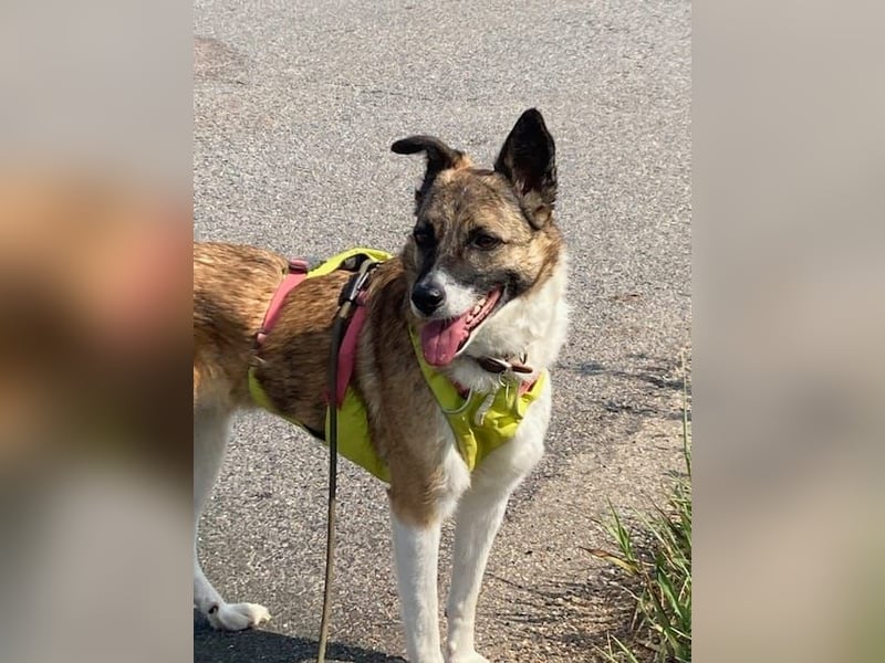 Tina - liebe Hündin sucht ihr Glück als Zweithund / z.Zt. in 93170 Bernhardswald