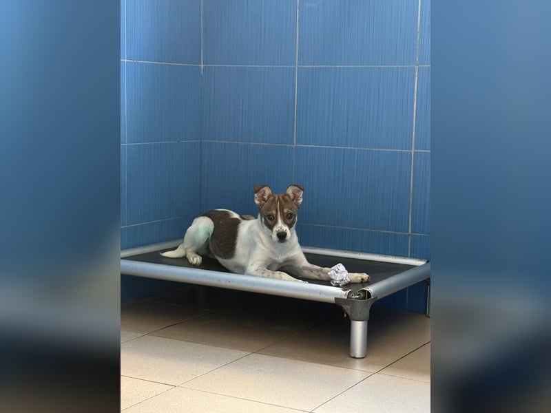 Amelia - ängstliches, aber neugieriges Welpenmädchen sucht ein Zuhause