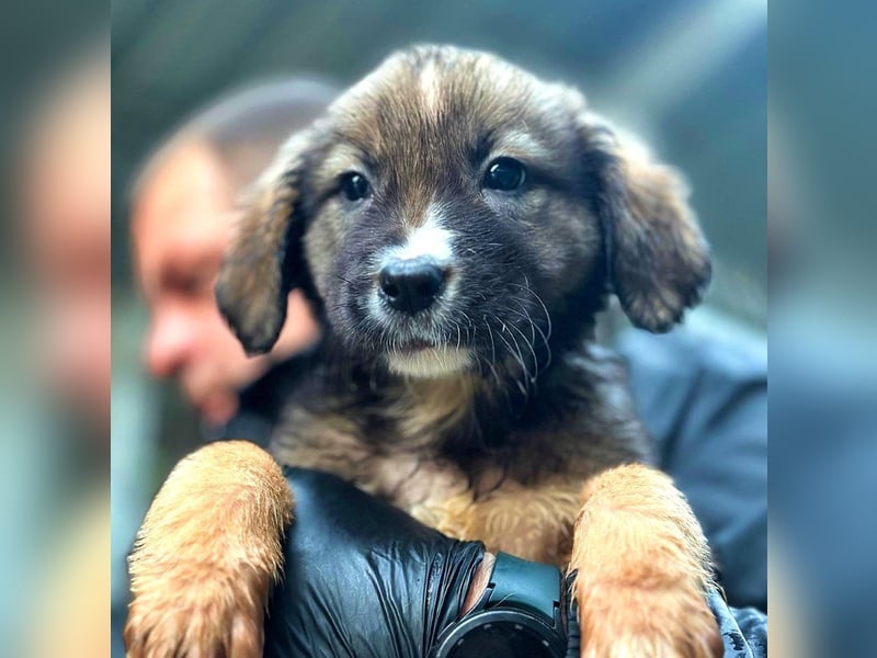 Nami - welpentypisch verspielte Hündin sucht ein Zuhause