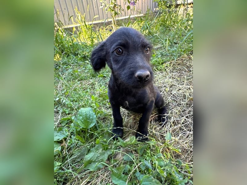 Louie - verspielter, fröhlicher 10 Monate junger Hunde-Junge