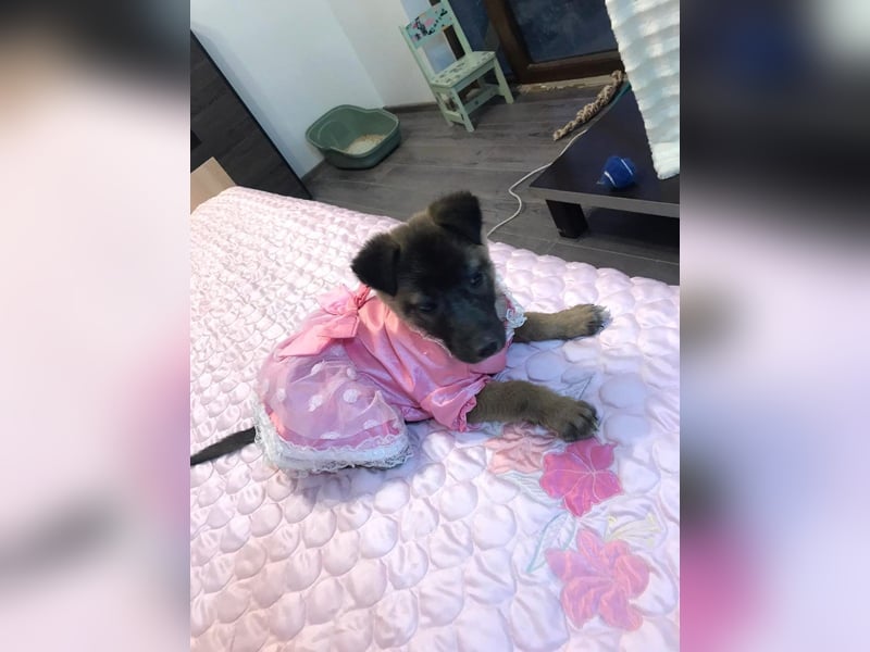 Lumi - verspieltes, freundliches Welpenmädchen sucht ein Zuhause