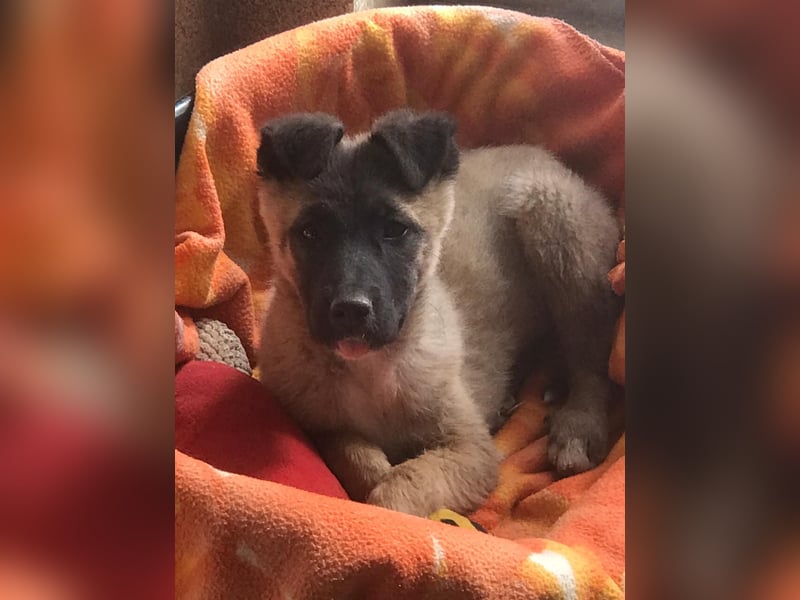 Lumi - verspieltes, freundliches Welpenmädchen sucht ein Zuhause