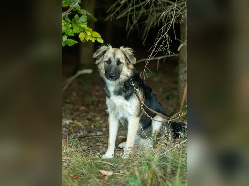 Tobi - aktiver, lebhafter und verspielter Rüde / Pflegestelle in 59...Eslohe