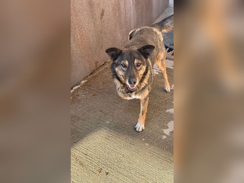 Snoop - liebenswerter, tapferer, dreibeiniger Rüde sucht ein Zuhause