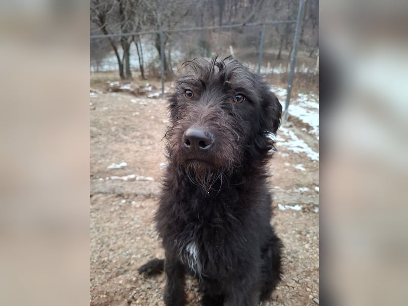 Louie - verspielter, fröhlicher 10 Monate junger Hunde-Junge