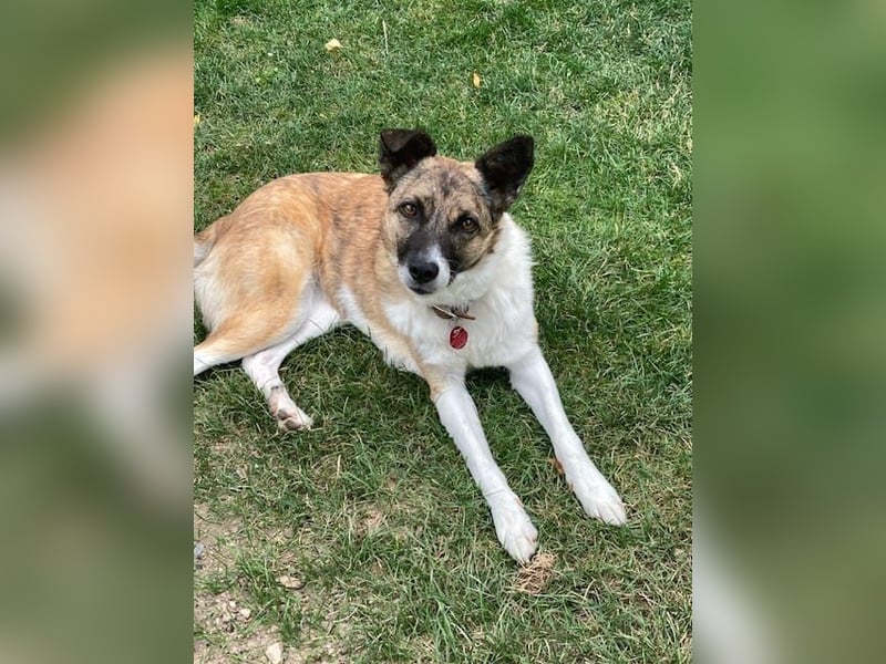 Tina - liebe Hündin sucht ihr Glück als Zweithund / z.Zt. in 93170 Bernhardswald