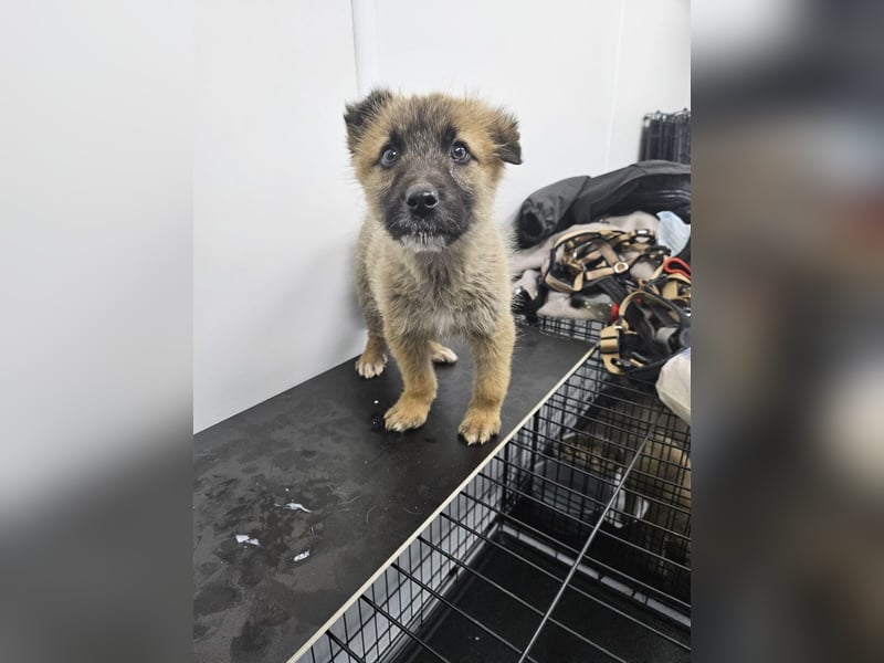 Oskar - aufgeweckter Welpe sucht ein Zuhause