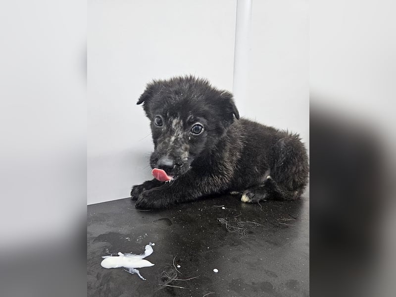 Louis - verspielter, vorsichtiger Welpe