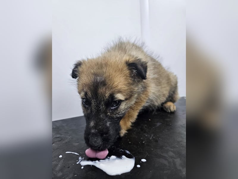 Grace - freundliches, etwas schüchternes Welpenmädchen