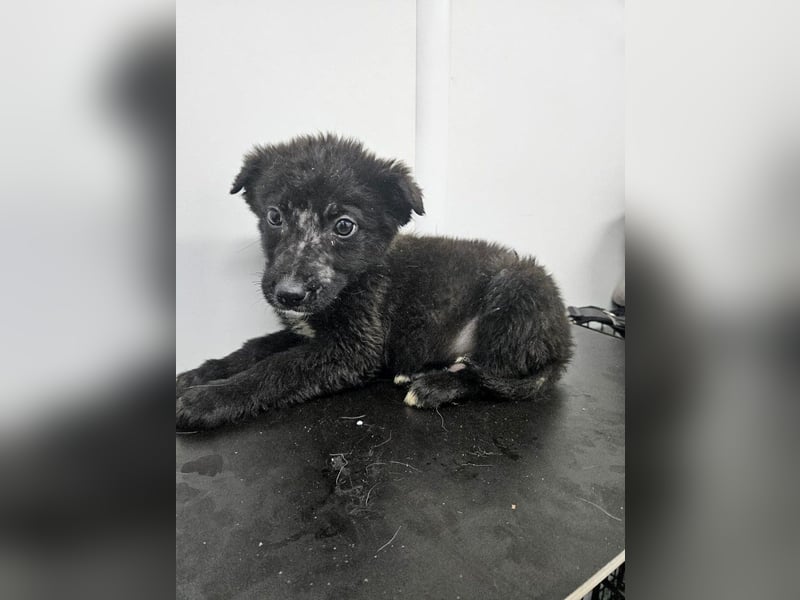 Louis - ruhiger, vorsichtiger Hundejunge sucht ein Zuhause
