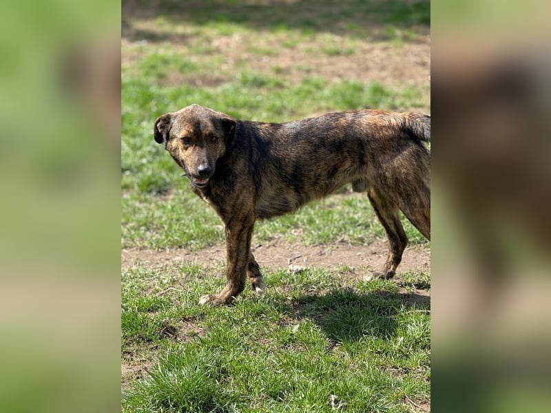 Noni - aktiver, freundlicher Rüde sucht Zuhause oder Pflegestelle