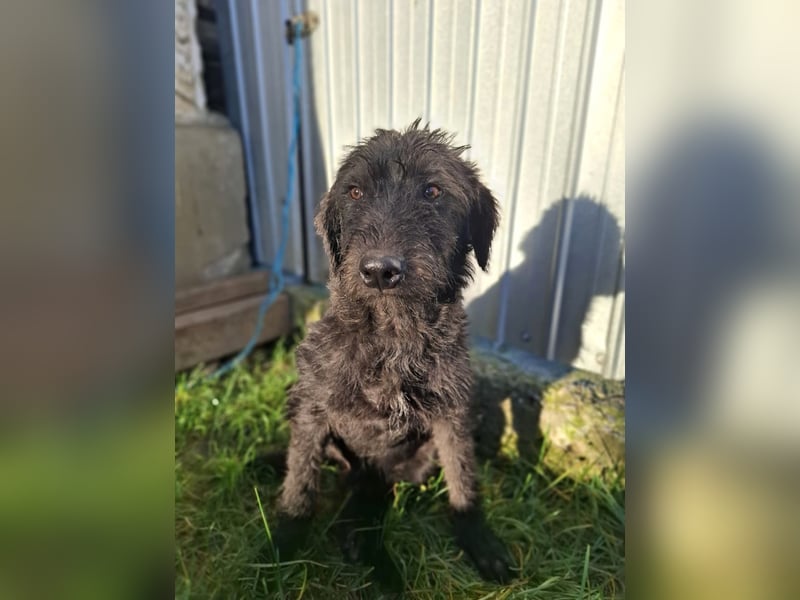 Louie - verspielter, fröhlicher 10 Monate junger Hunde-Junge