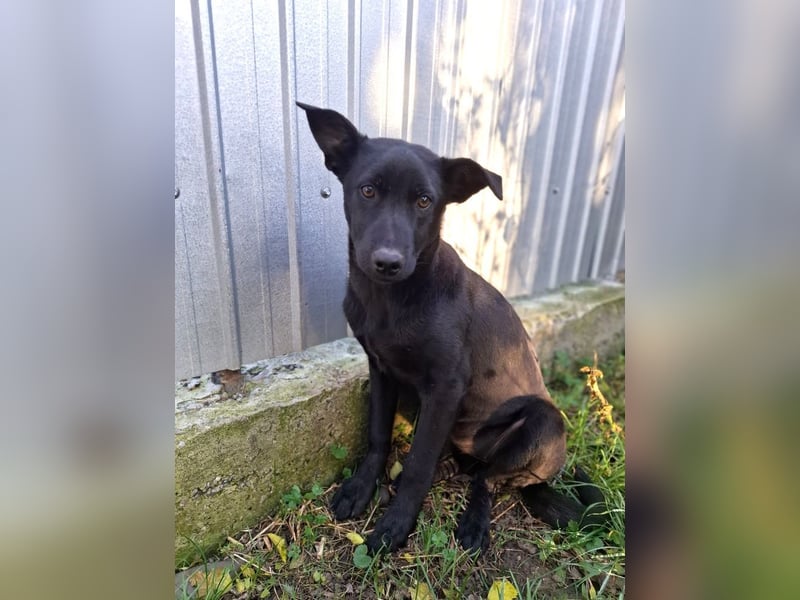 Alva - verspieltes, fröhliches 10 Monate junges Hunde-Mädchen