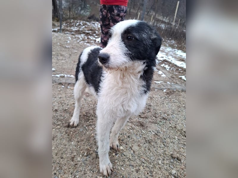 Vita - verspieltes, fröhliches 10 Monate junges Hunde-Mädchen