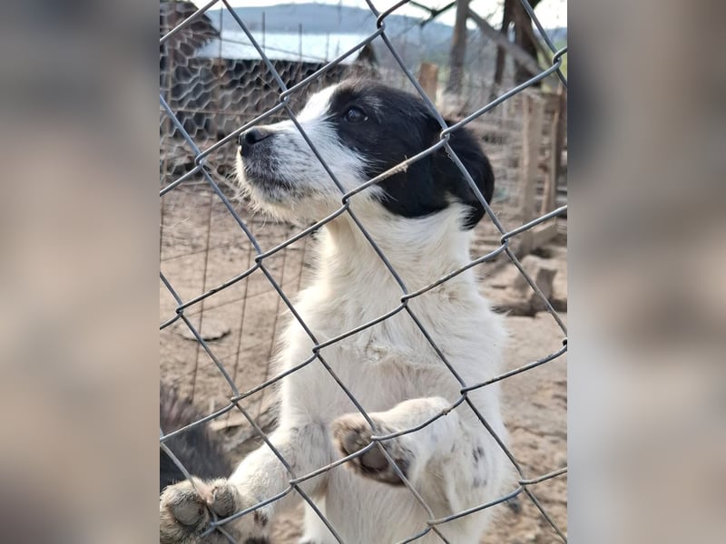 Luna - aktives, verspieltes 6 Monate junges Hunde-Mädchen sucht liebevolles Zuhause
