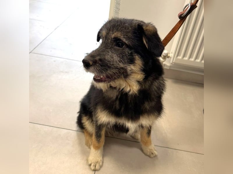 Marimar - 6 Monate junge freundliche, aktive Mischlingshündin sucht ein Zuhause