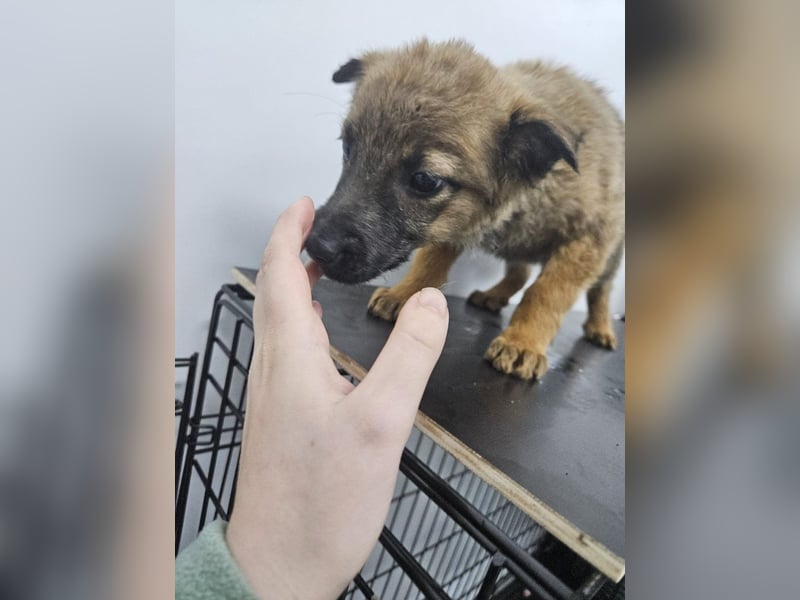 Mey - fröhliches, neugieriges Welpenmädchen sucht ein Zuhause