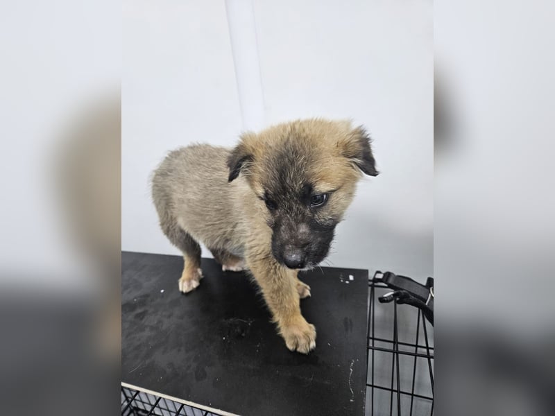 Oskar - aufgeweckter Welpe sucht ein Zuhause