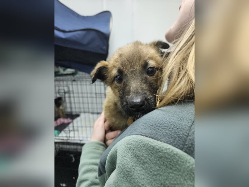 Mey - fröhliches, neugieriges Welpenmädchen sucht ein Zuhause