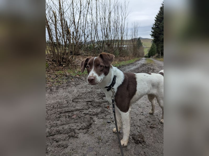 Romy - freundliche, lebhafte 8 Monate alte Hündin sucht ein Zuhause
