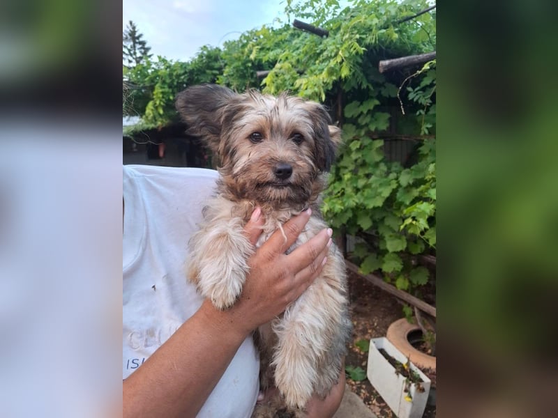 Cindy - kleine Herzensbrecherin sucht ein Zuhause