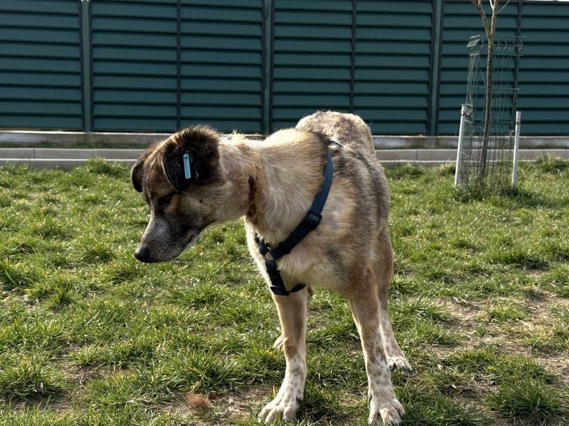 Teo - der ehemalige Kettenhund mit der sanften Seele
