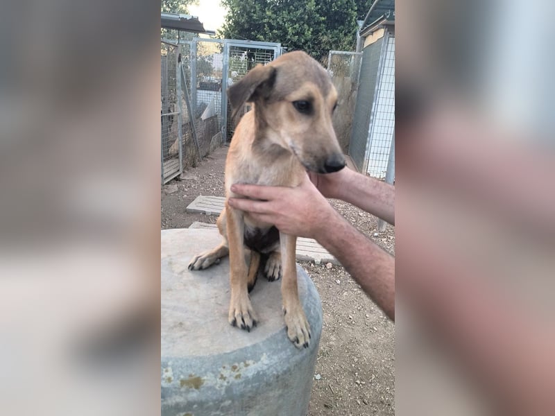 Sandía - liebes, verschmustes Welpenmädchen sucht ihr Glück