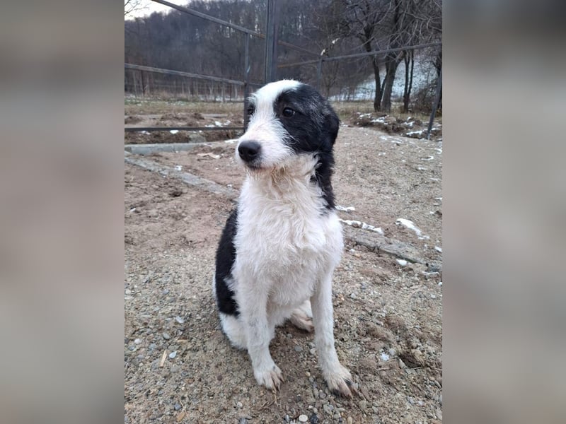 Vita - verspieltes, fröhliches 10 Monate junges Hunde-Mädchen