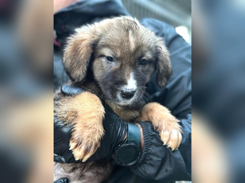 Nami - welpentypisch verspielte Hündin sucht ein Zuhause