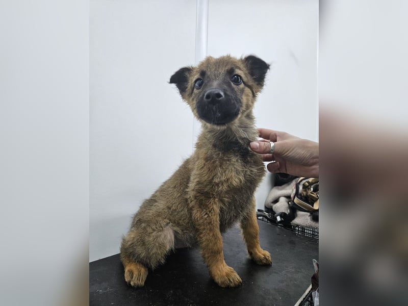 Mey - fröhliches, neugieriges Welpenmädchen sucht ein Zuhause