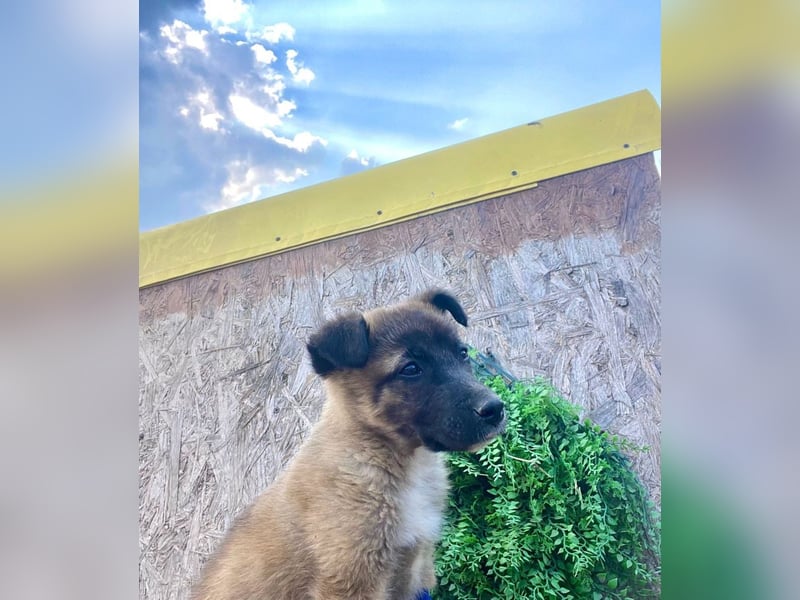 Lumi - verspieltes, freundliches Welpenmädchen sucht ein Zuhause