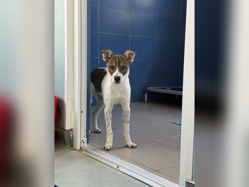 Amelia - ängstliches, aber neugieriges Welpenmädchen sucht ein Zuhause
