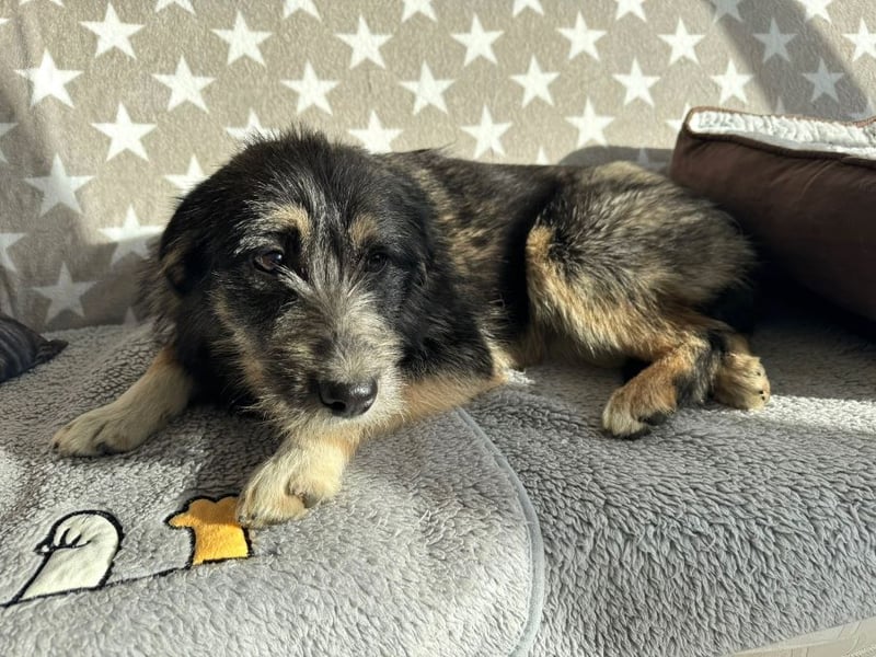 Marimar - aufgewecktes, fröhliches Hundemädchen sucht ein Zuhause