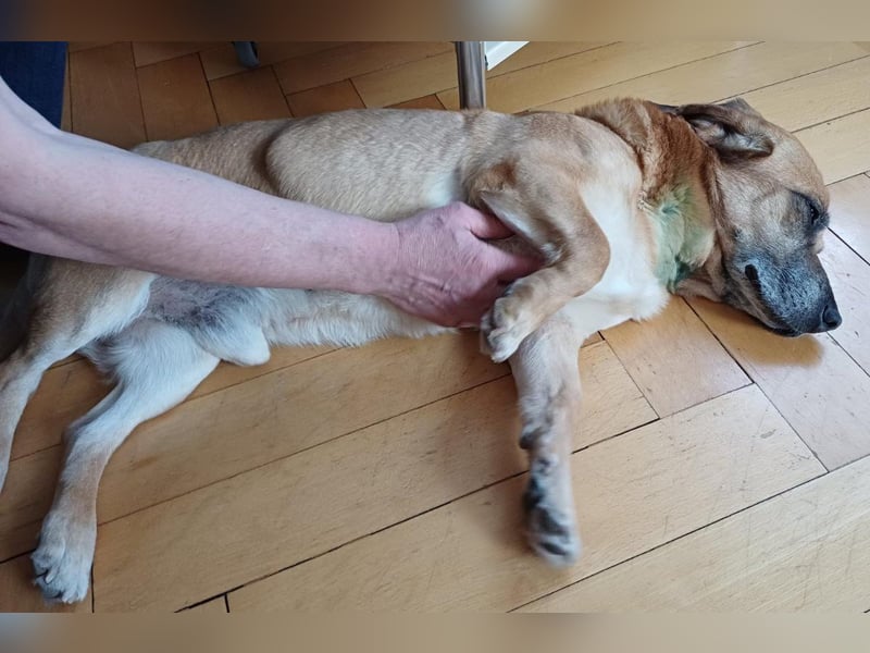 Tolo - verspielter, menschenbezogener Senior auf PS in Zaberfeld-Ochsenburg