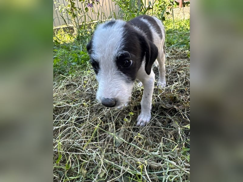 Vita - verspieltes, fröhliches 10 Monate junges Hunde-Mädchen