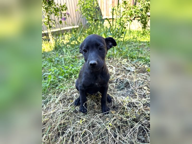 Alva - verspieltes, fröhliches 10 Monate junges Hunde-Mädchen