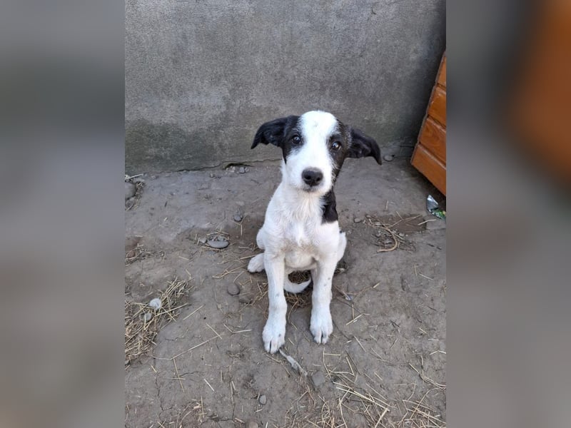 Vita - verspieltes, fröhliches 10 Monate junges Hunde-Mädchen