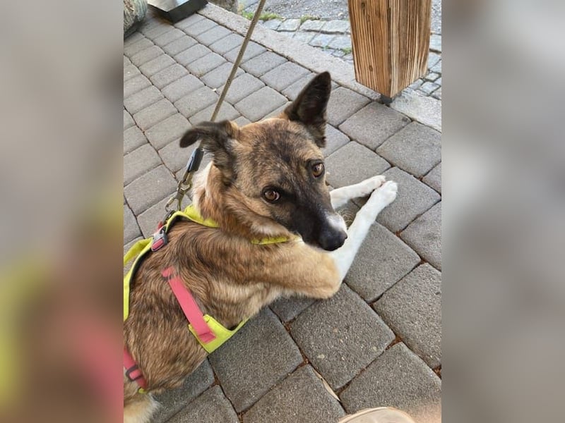 Tina - liebe Hündin sucht ihr Glück als Zweithund / z.Zt. in 93170 Bernhardswald