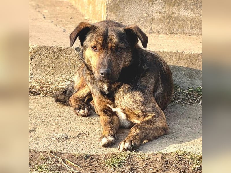 Noni - aktiver, freundlicher Rüde sucht Zuhause oder Pflegestelle