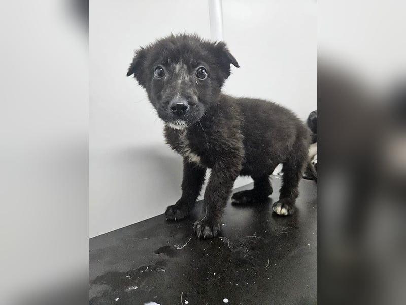 Louis - verspielter, vorsichtiger Welpe