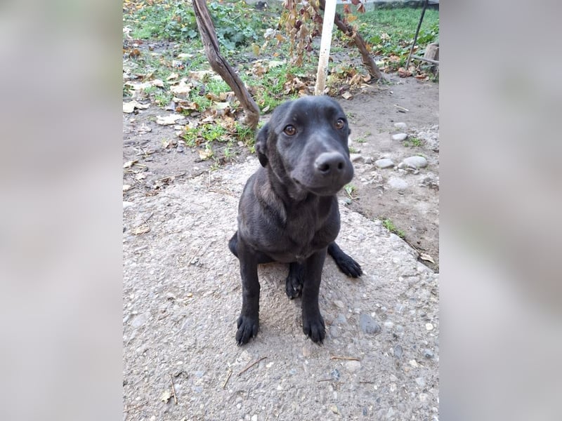 Alva - verspieltes, fröhliches 10 Monate junges Hunde-Mädchen